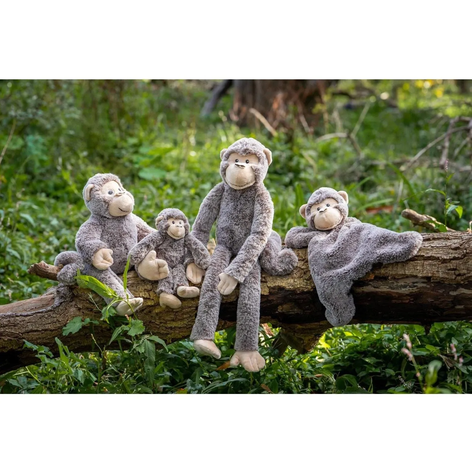 Maisie the Monkey