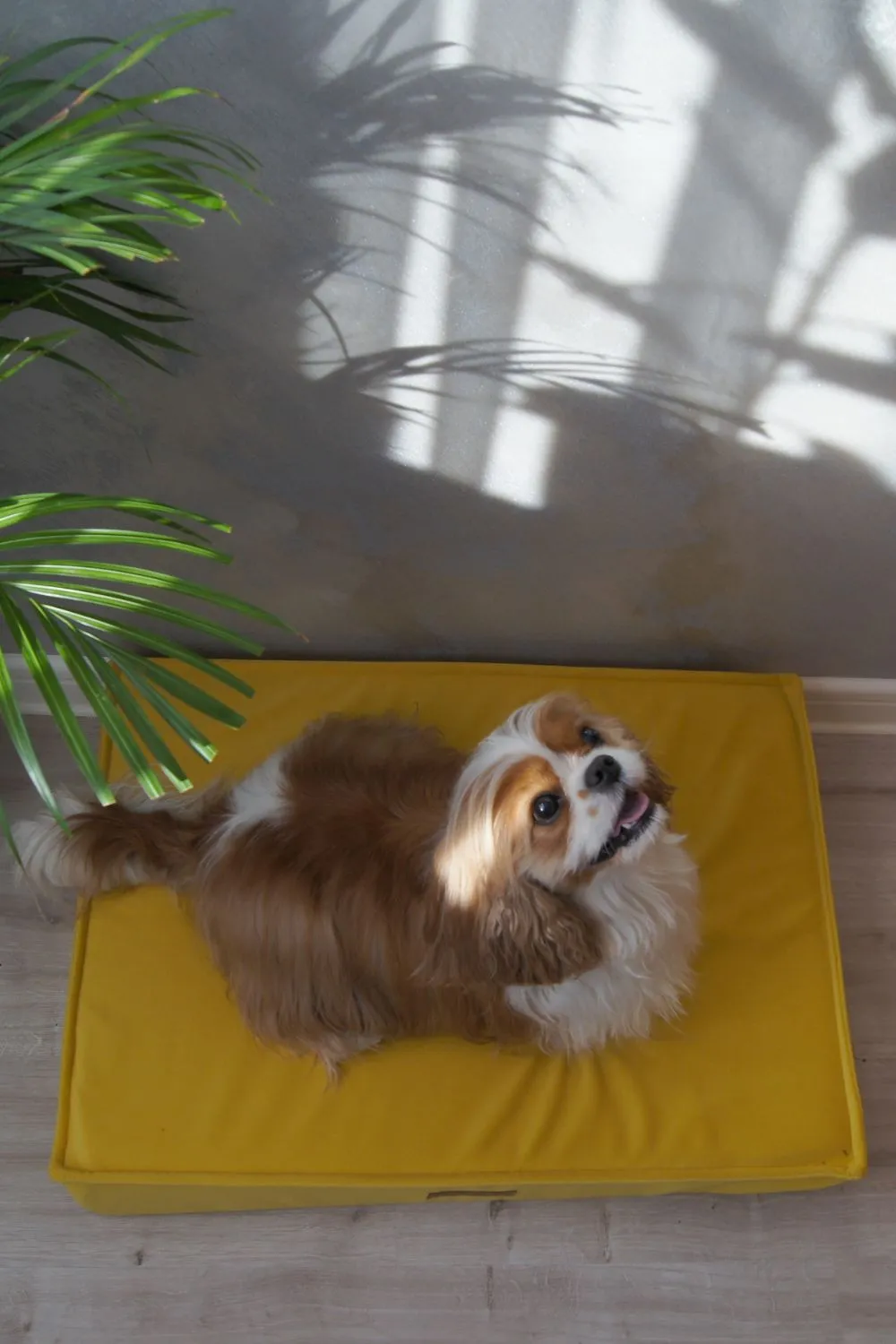 MISSOGNO Charm Orthopaedic Rectangle Dog Bed