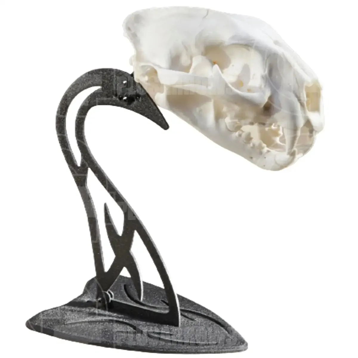 Skull Hooker Euro Skull Table Mount