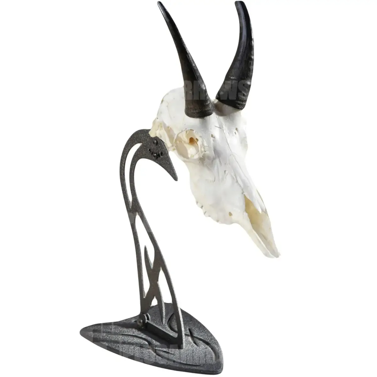 Skull Hooker Euro Skull Table Mount