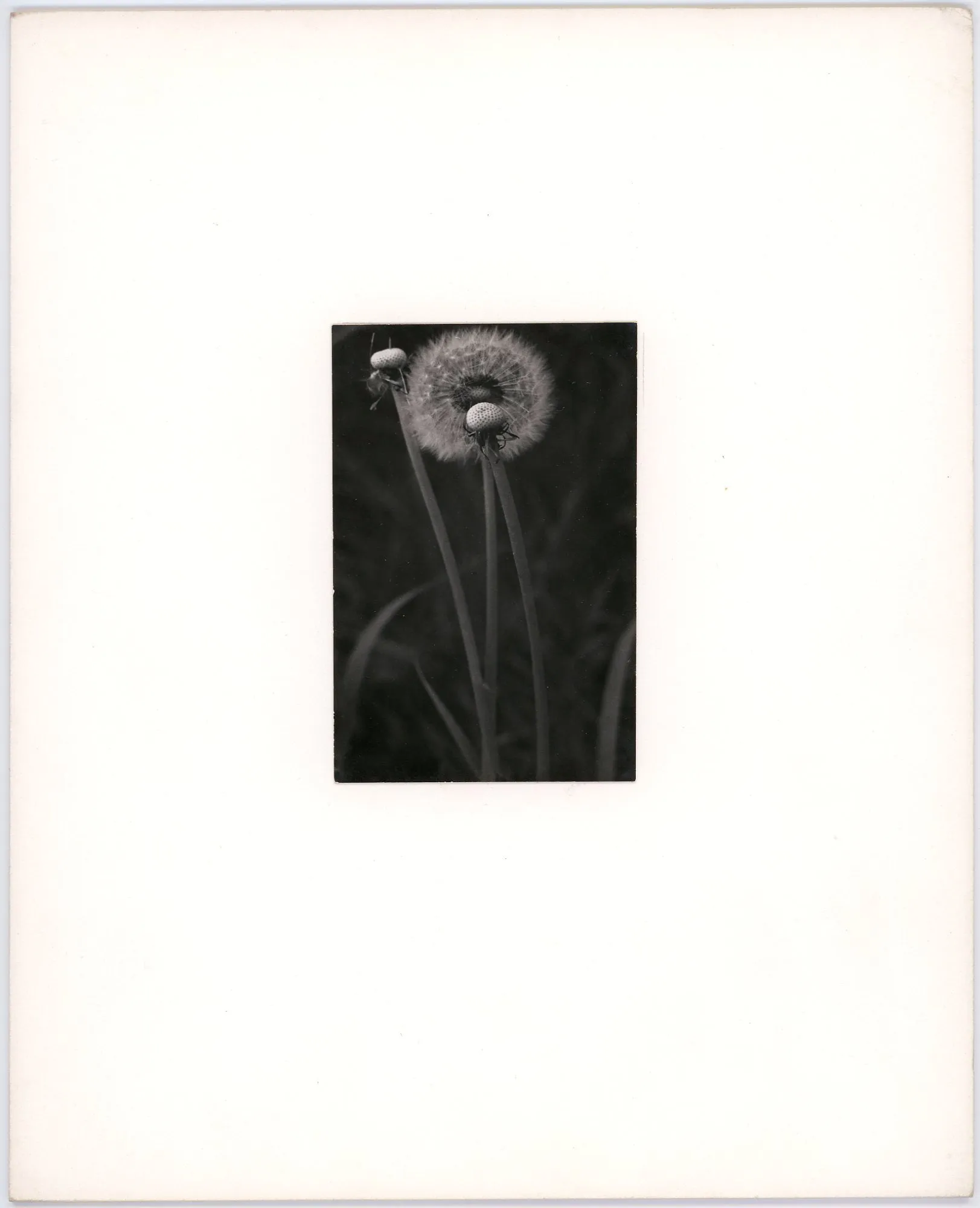 Untitled (Dandelions)