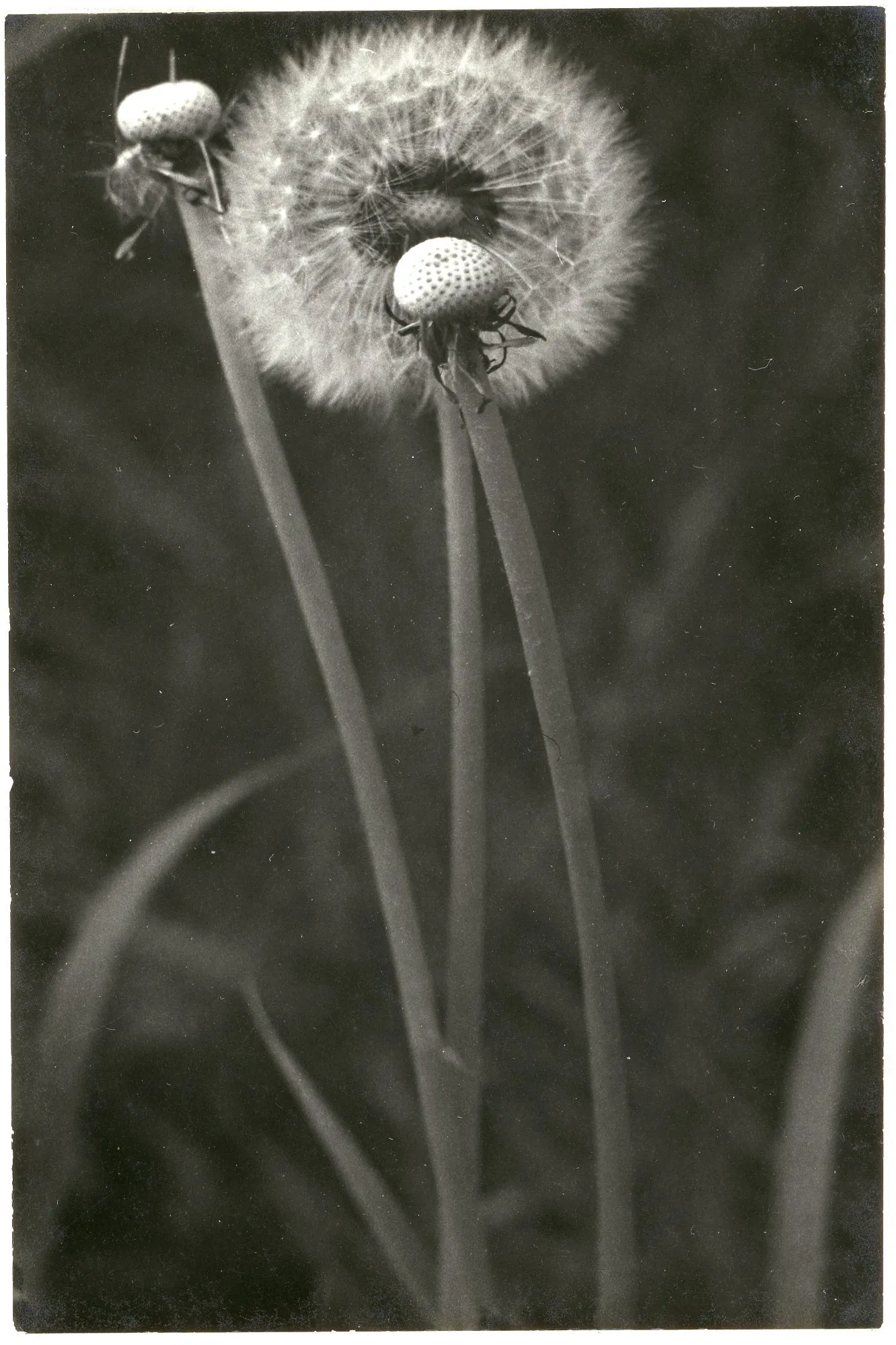 Untitled (Dandelions)