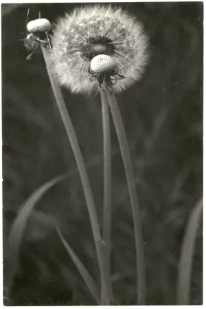 Untitled (Dandelions)